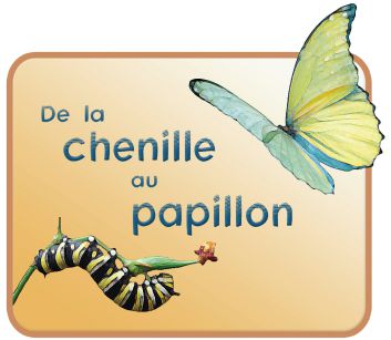 Kit CBM 1  De la chenille au papillon